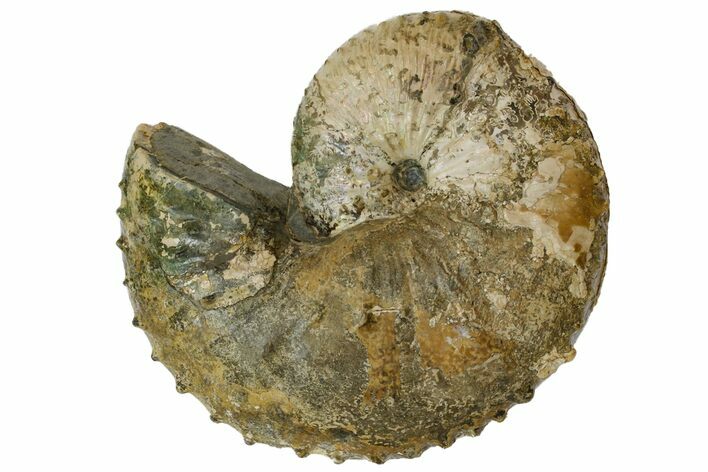 Fossil Ammonite (Hoploscaphites) - South Dakota #137272